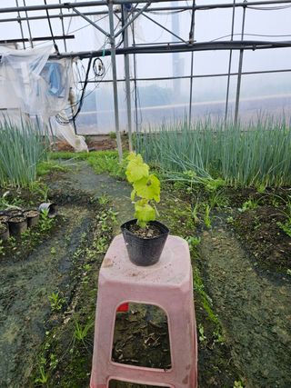 일심묘목농원님의 작성글 사진