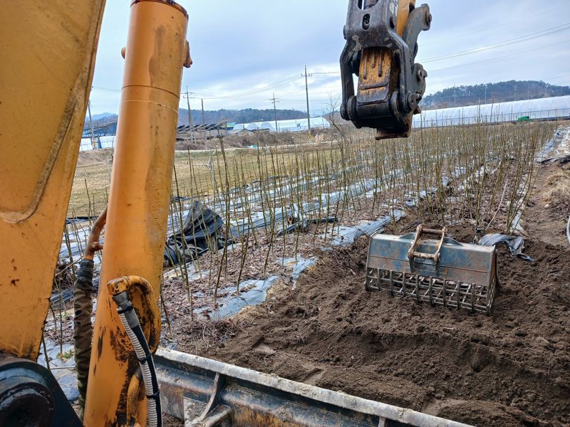 이은숙 님의 장터 판매 상품 [호두묘목  .온185 ] 첨부 사진