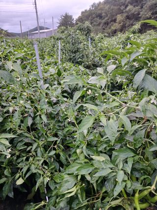 손경식드림농장님의 작성글 사진