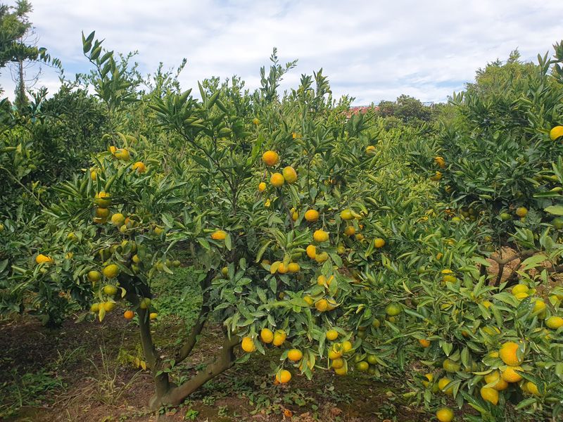 김미옥님의 장터 판매 상품 [제주 감귤 극조생 감귤] 첨부 사진