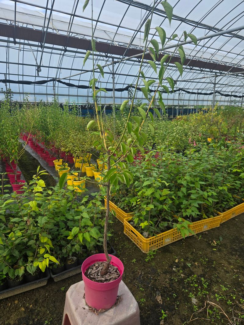 일심묘목농원님의 장터 판매 상품 [황금매실 3년생 포트묘] 첨부 사진