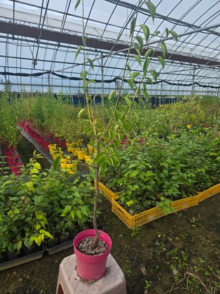 일심묘목농원님의 작성글 사진