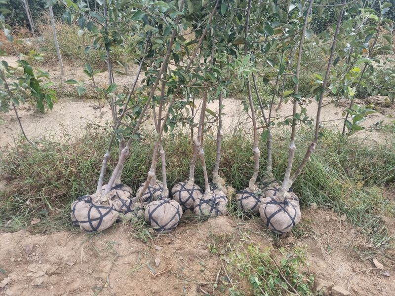 일심묘목농원님의 장터 판매 상품 [사과나무 홍로(26대목) 3년생 결실주 분묘] 첨부 사진