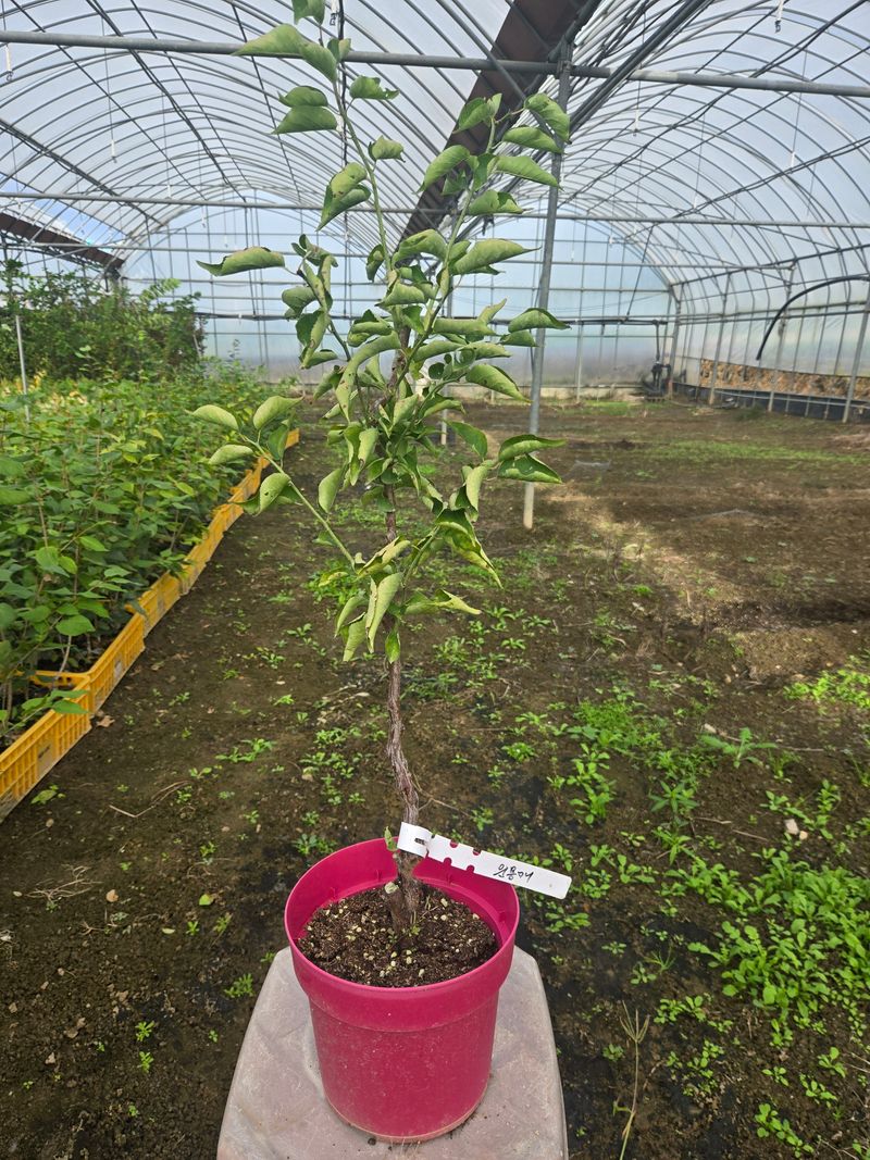 일심묘목농원님의 장터 판매 상품 [운용매실 3년생 포트묘 개화주] 첨부 사진