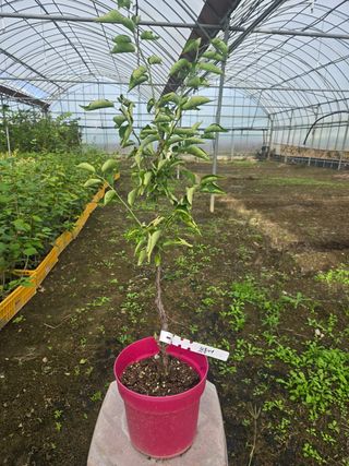 일심묘목농원님의 작성글 사진