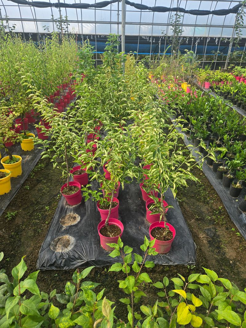 일심묘목농원님의 장터 판매 상품 [운용매실 3년생 포트묘 개화주] 첨부 사진