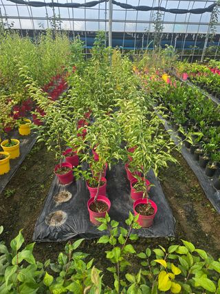 일심묘목농원님의 작성글 사진