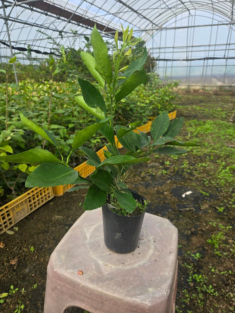 일심묘목농원님의 장터 판매 상품 [유라조생 귤나무 2년생 포트묘] 첨부 사진