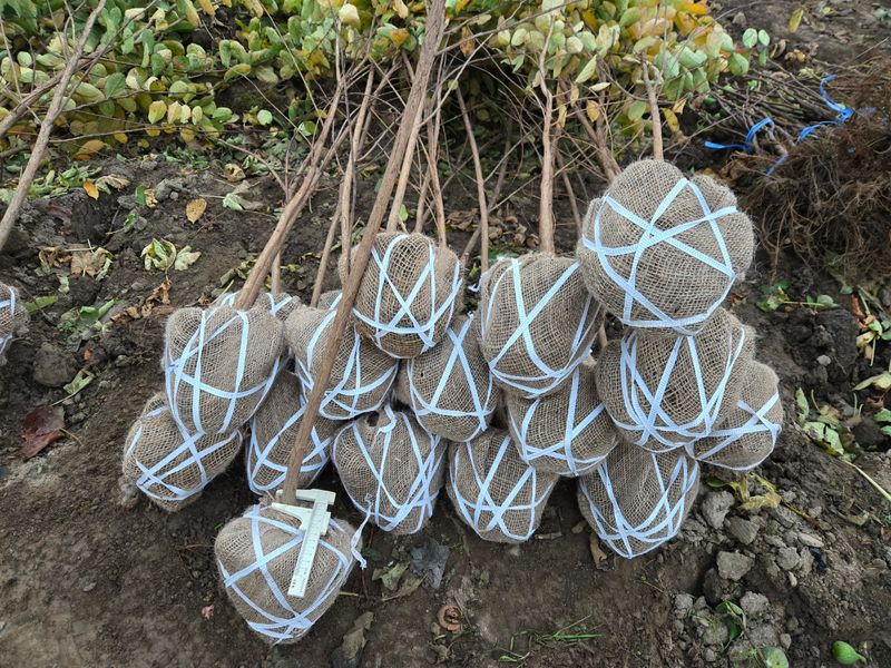 일심묘목농원님의 장터 판매 상품 [목백일홍 3년생 개화주 분묘] 첨부 사진