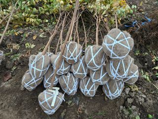 일심묘목농원님의 작성글 사진