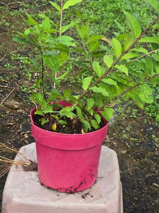 일심묘목농원님의 작성글 사진