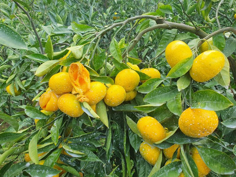 김미옥님의 장터 판매 상품 [제주 감귤 극조생 감귤] 첨부 사진