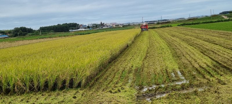 고현탁 님의 장터 판매 상품 [신동진햅쌀20kg10kg] 첨부 사진