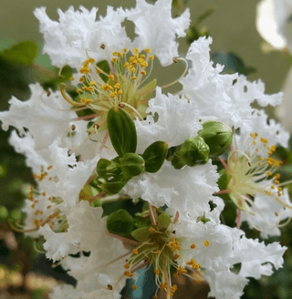 일심묘목농원님의 작성글 사진