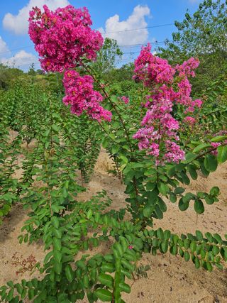 일심묘목농원님의 작성글 사진