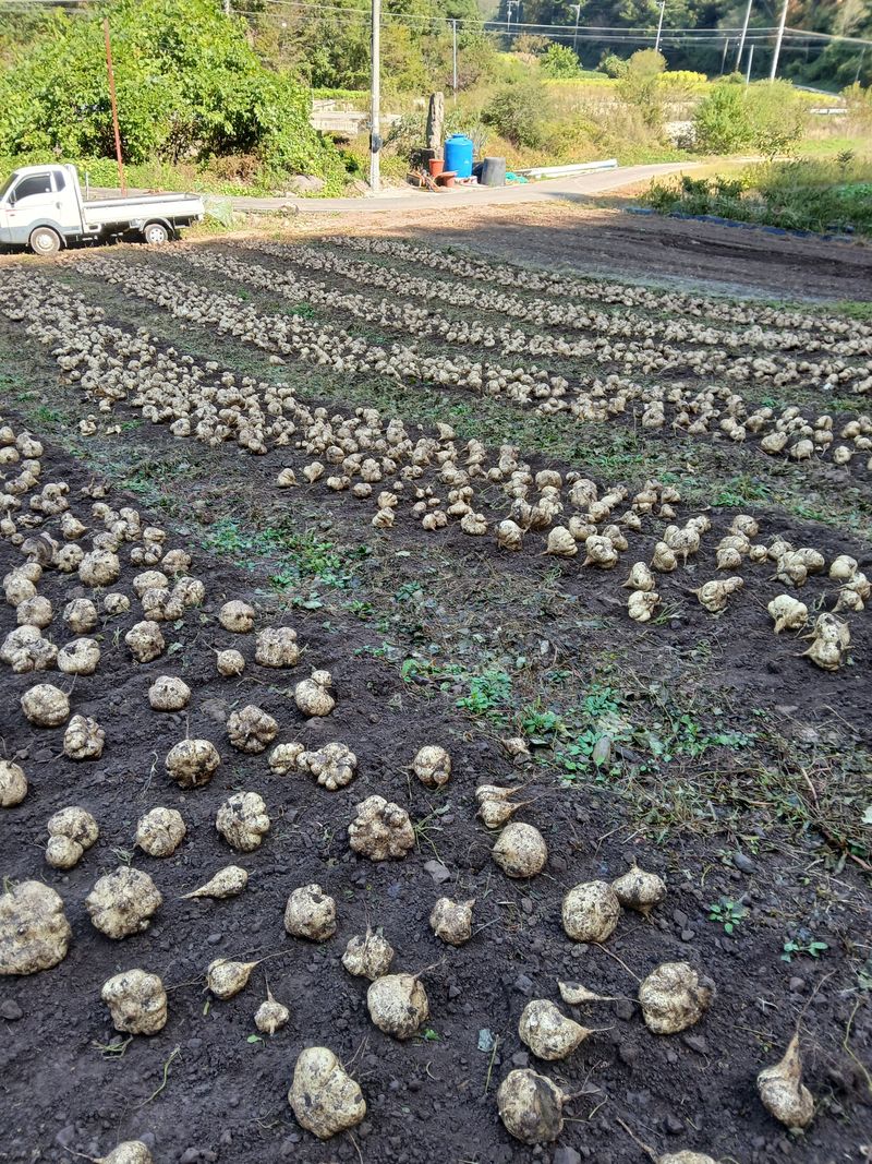유석범님의 장터 판매 상품 [히카마 (멕시코감자) 7kg] 첨부 사진