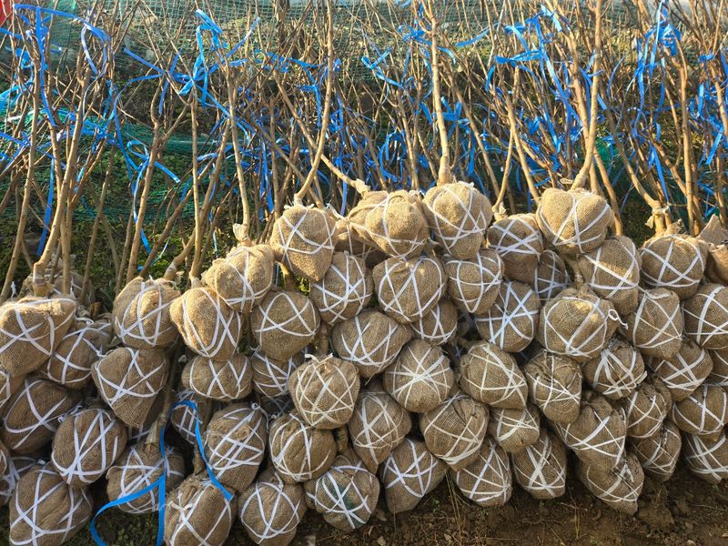 일심묘목농원님의 장터 판매 상품 [접목구찌뽕 3년생 결실주 분묘] 첨부 사진