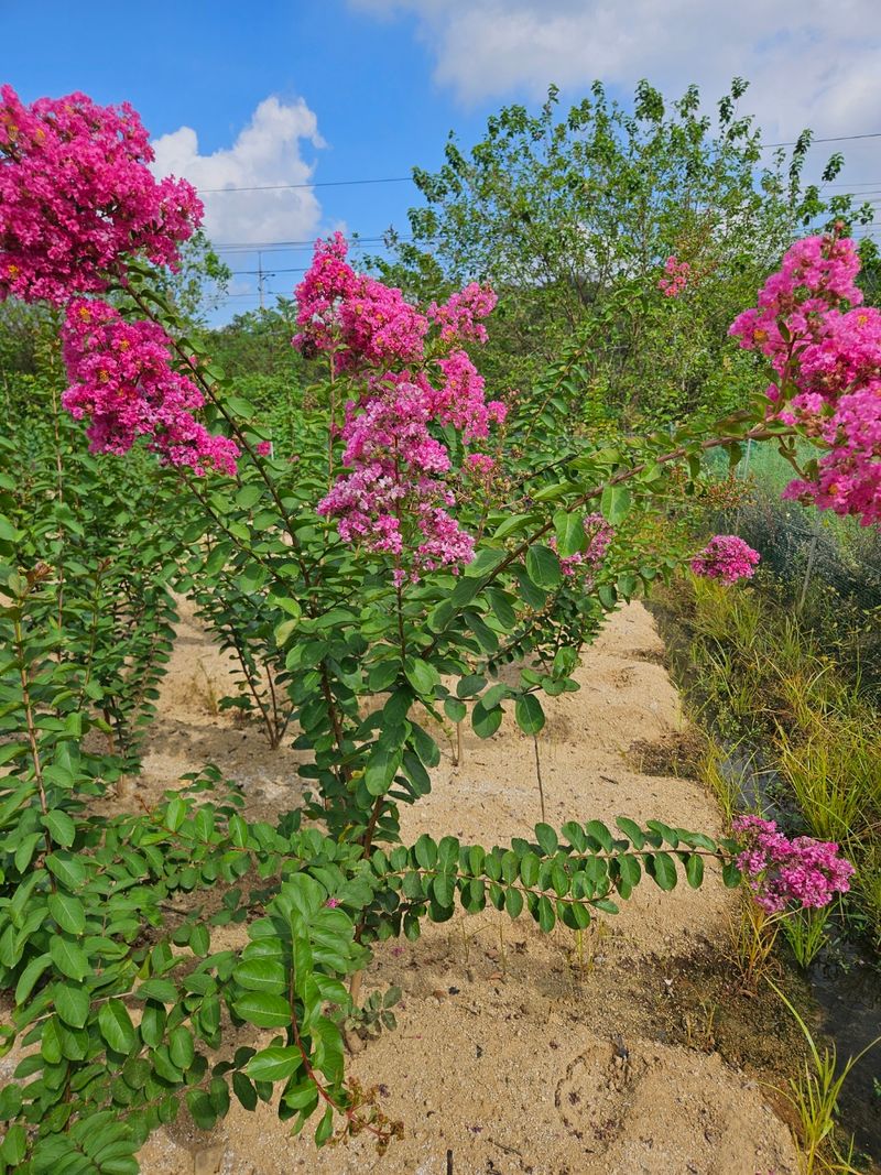 일심묘목농원님의 장터 판매 상품 [목백일홍 3년생 개화주 분묘] 첨부 사진