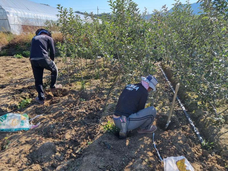 일심묘목농원님의 장터 판매 상품 [루비에스(26대목) 3년생 결실주 분묘] 첨부 사진