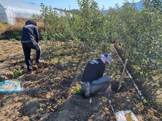 일심묘목농원님의 작성글 사진