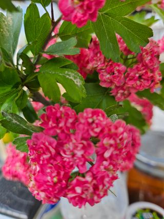 일심묘목농원님의 작성글 사진