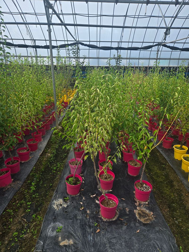 일심묘목농원님의 장터 판매 상품 [황금매실 3년생 포트묘] 첨부 사진