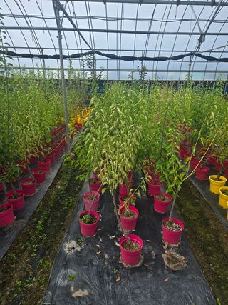 일심묘목농원님의 작성글 사진