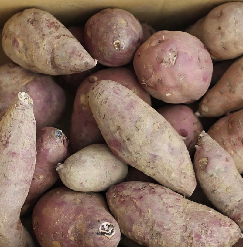 거봉777님의 장터 판매 상품 [고구마 10kg] 첨부 사진