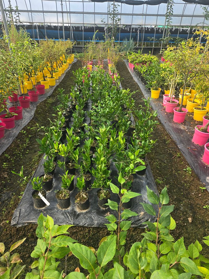 일심묘목농원님의 장터 판매 상품 [유라조생 귤나무 2년생 포트묘] 첨부 사진