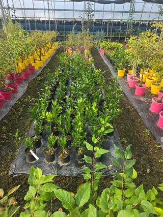 일심묘목농원님의 작성글 사진