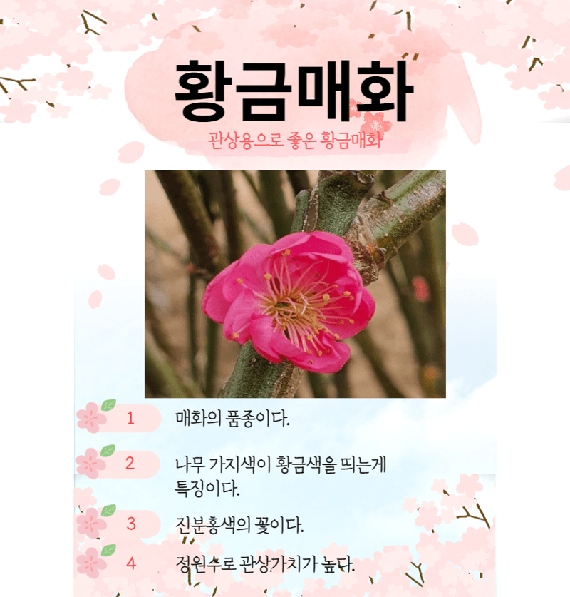장터 상품 [황금매실나무 3년생 결실주 분묘] 썸네일
