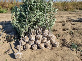 일심묘목농원님의 작성글 사진