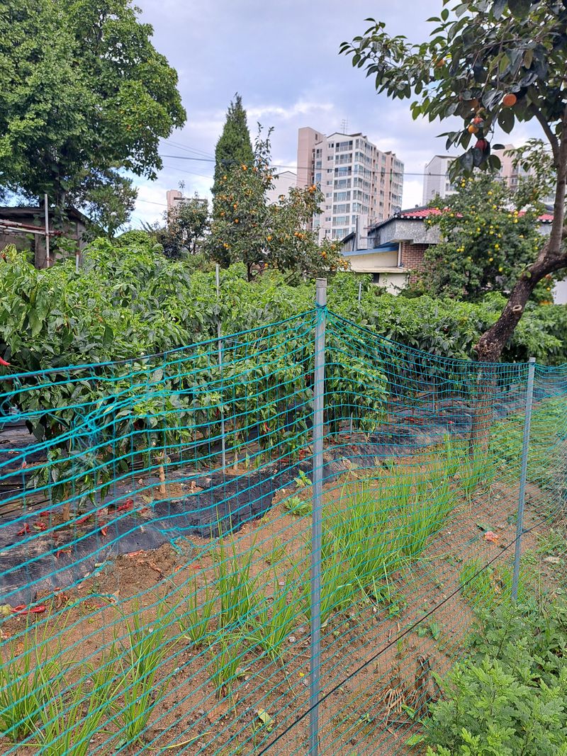 김명옥님의 장터 판매 상품 [맵지않은 풋고추 3kg] 첨부 사진