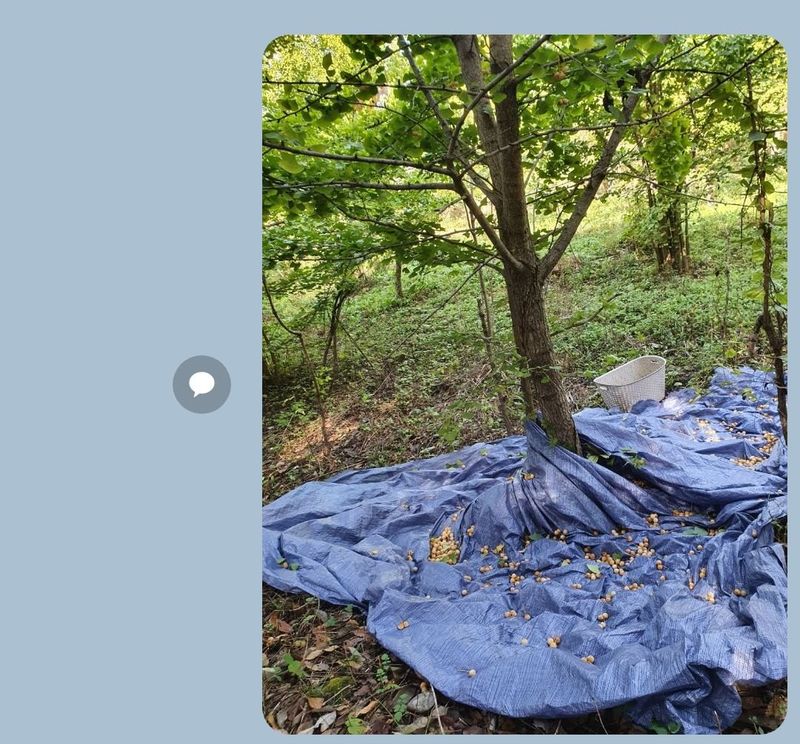 강릉농업귀신님의 장터 판매 상품 [은행] 첨부 사진