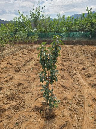 일심묘목농원님의 작성글 사진