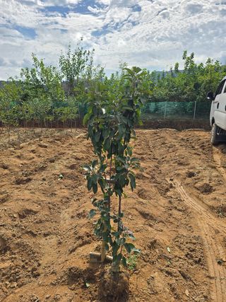 일심묘목농원님의 작성글 사진