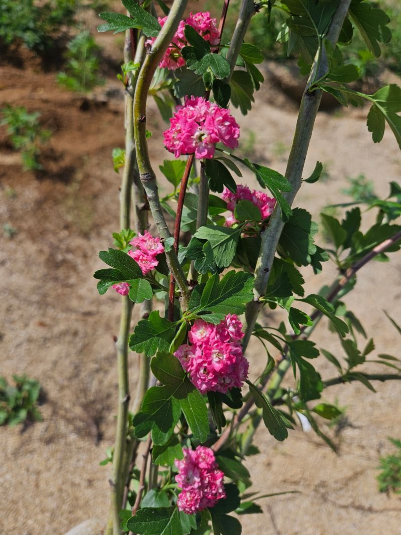 일심묘목농원님의 장터 판매 상품 [홍화산사 3년생 개화주 분묘] 첨부 사진