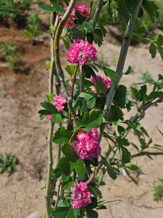 일심묘목농원님의 작성글 사진