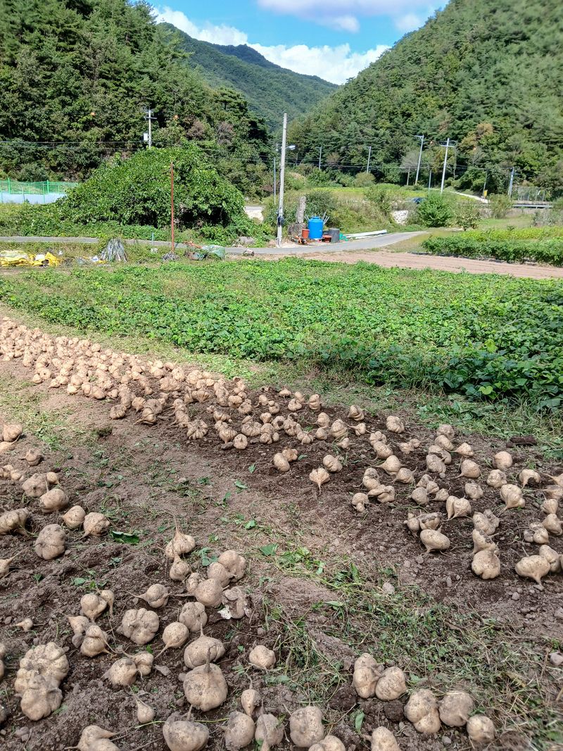 유석범님의 장터 판매 상품 [히카마 (멕시코감자) 7kg] 첨부 사진