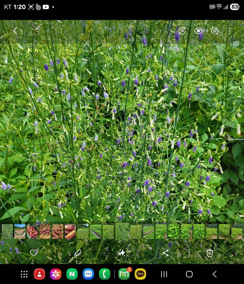 노지잔대재배7년차님의 장터 판매 상품 [잔대씨앗 2025년 햇잔대씨앗(1kg) 예약판매중] 첨부 사진