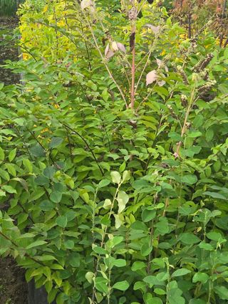 일심묘목농원님의 작성글 사진