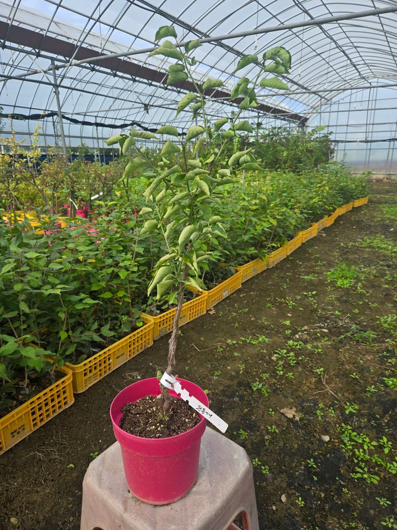 일심묘목농원님의 장터 판매 상품 [운용매실 3년생 포트묘 개화주] 첨부 사진