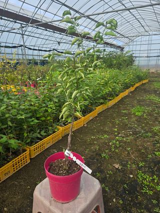 일심묘목농원님의 작성글 사진