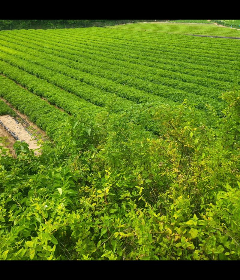 노지잔대재배7년차님의 장터 판매 상품 [잔대씨앗 2025년 햇잔대씨앗(1kg) 예약판매중] 첨부 사진