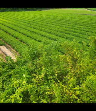 노지잔대재배7년차님의 작성글 사진