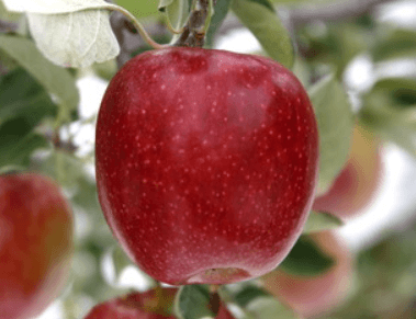 장터 상품 [사과나무 감홍(26대목) 3년생 결실주 분묘 ] 썸네일