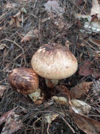 연향님의 자유주제 · 자유게시판 작성글 사진