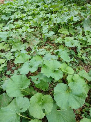 인생은 소풍처럼님의 자유주제 · 자유게시판 작성글 사진