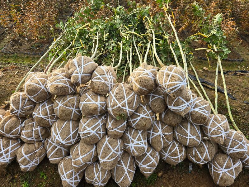 일심묘목농원님의 장터 판매 상품 [홍화산사 3년생 개화주 분묘] 첨부 사진