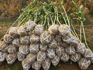 일심묘목농원님의 작성글 사진